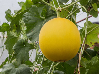 Yellow Cantaloupe melons growing in a greenhouse