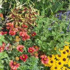 Bright flowers on the flowerbed