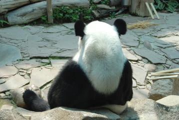 a giant panda sitting still on the ground relaxing thinking and eating in the zoo, black and white...