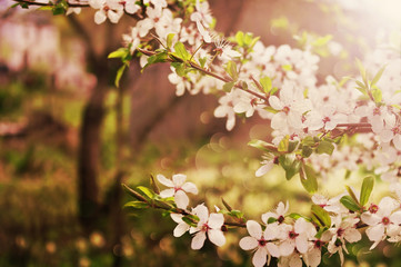 flowering cherry tree