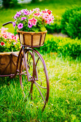 Fototapeta na wymiar Decorative Vintage pink bicycle with a decorative basket of flow