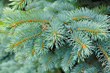 Fir branches background