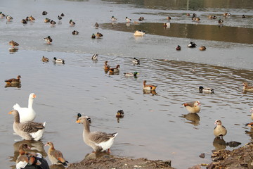 viele Enten im Wasser