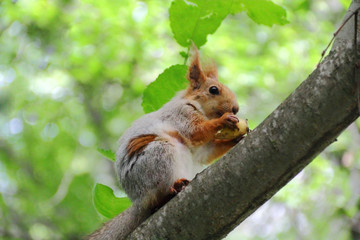Naklejka na ściany i meble Eating squirrel on tree in park