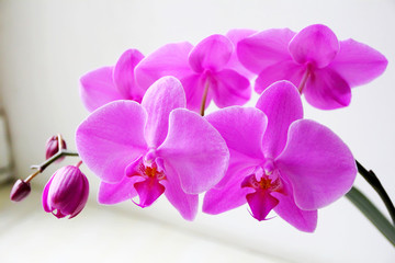 Beautiful orchid