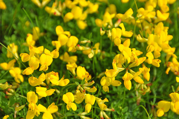 Background flowering Yellow broom flower