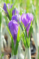 Springtime flowering of first spring purple crocus flowers