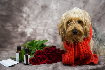 Hund wünscht gute Besserung