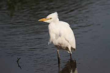 Cattle egret (Bubulcus ibis), Italy