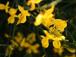 Spartium junceum Spanish broom weaver's broom closeup