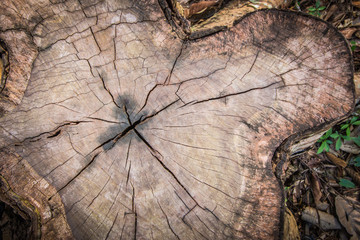 Stump with cracked wood.