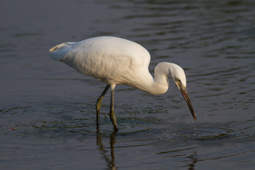 Little egret (Egretta garzetta), Italy