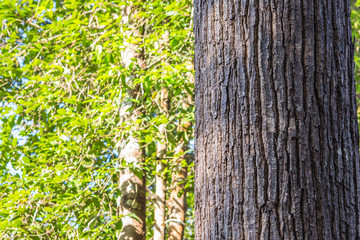 Obraz premium The trunk of a large tree