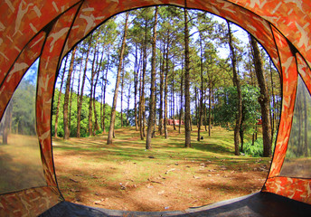 Pine forest view from inside the tent.