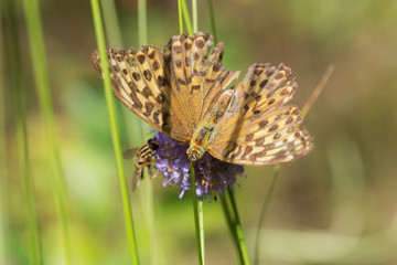 Butterfly in the grass