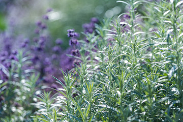 Lavender, shallow depth of field
