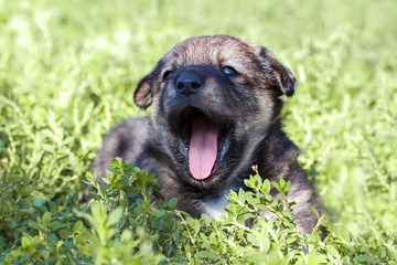 cute puppy playing in the grass