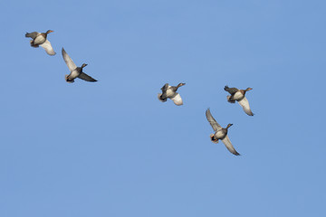 Gadwall, Anas strepera