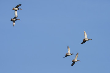 Gadwall, Anas strepera