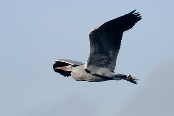Grey Heron, Ardea cinerea