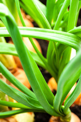 Obraz premium Zwiebeln in Reihe