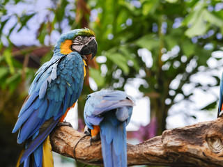 Macaws Looking in the back while he is on a limb.