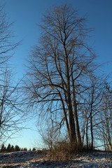 Early winter landscape 