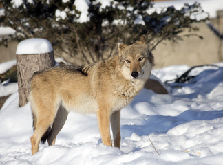 Obraz premium Серый Волк