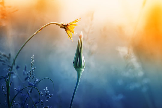 Fototapeta dandelion flower and a Bud at sunset