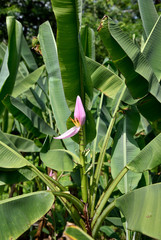 Obraz premium Flowering banana