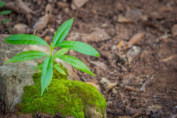 Seedlings are germinating