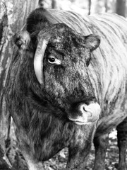 Zubron - hybrid of domestic cattle and european bison