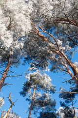 Mit Raureif überzogene Kiefern