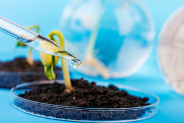 Seedling growing in petri dish in biotechnological  laboratory.  laboratory for biotechnological...