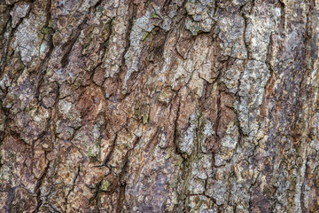 Patterned bark on the trunk is large.