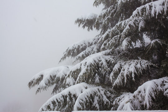 Fototapeta Fir tree in the snow.