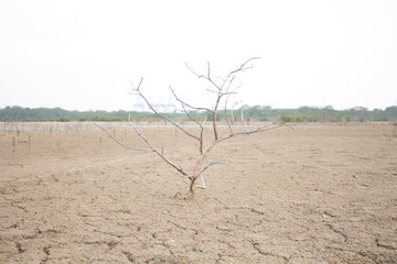 Trees dry from drought