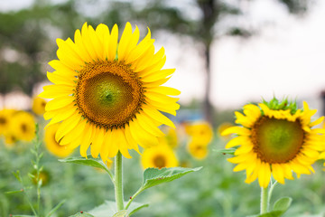 Fototapeta premium sun flower on the field 