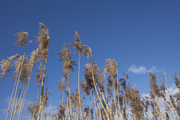 Long grass against blue sky/Long golden grass caught in the wind