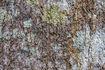 Patterned bark on the trunk is large.