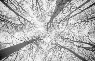 Tree tops/Leafless tree tops shot in lack and white