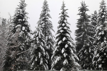  winter forest in snowfall