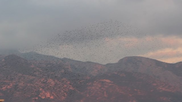 Vols d'&eacute;tourneaux le soir au dessus de la ville