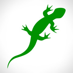 Lizard vector