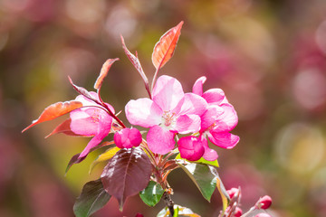 Pink apple blossoms