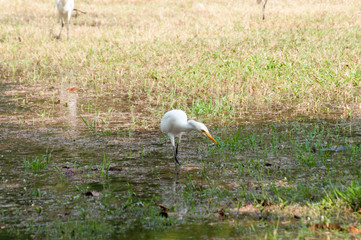 Whooping Crane