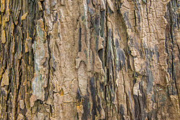 Patterned bark on the trunk is large.