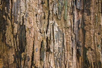 Patterned bark on the trunk is large.