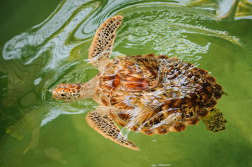 Green sea turtle swimming with head up