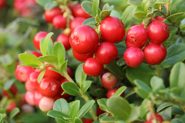 Naklejka premium Cranberries close-up